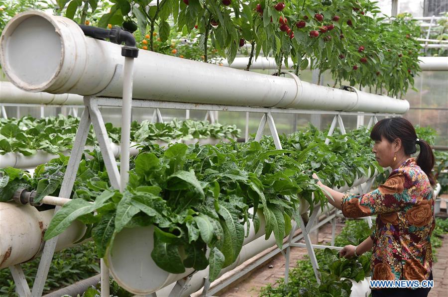 CHINA-SHANDONG-VEGETABLE-FAIR(CN)