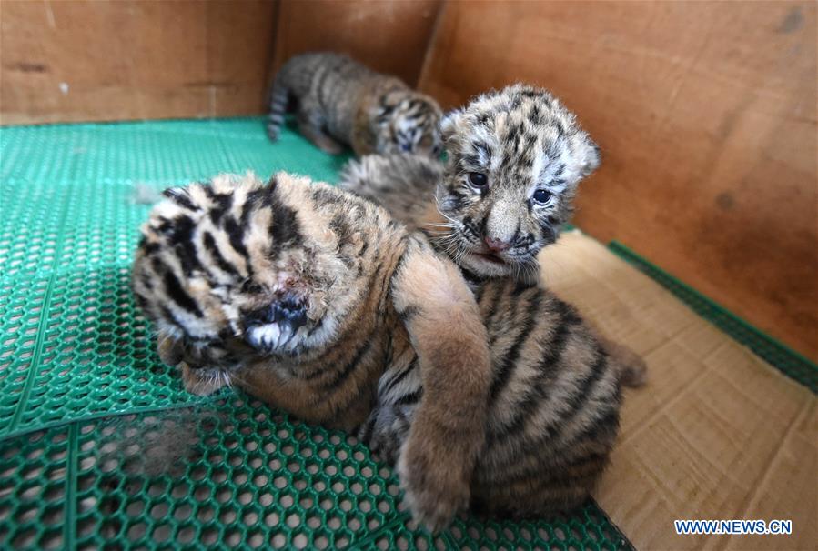 CHINA-HARBIN-SIBERIAN TIGER CUB (CN)