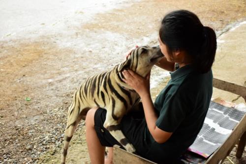 秋秋變身“老虎”,以假亂真。(圖片來源:泰國《世界日報》)
