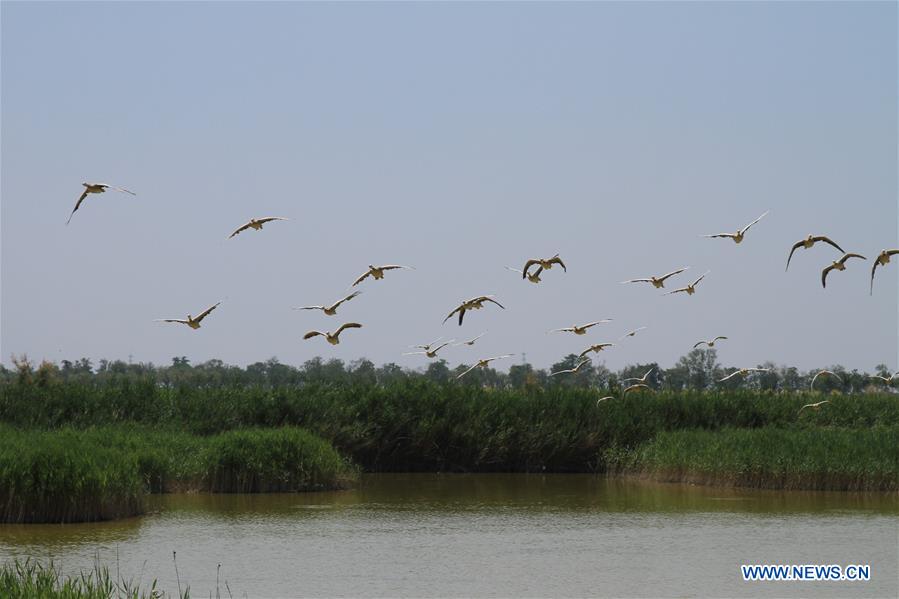 CHINA-HEBEI-ENVIRONMENT-WETLAND (CN)