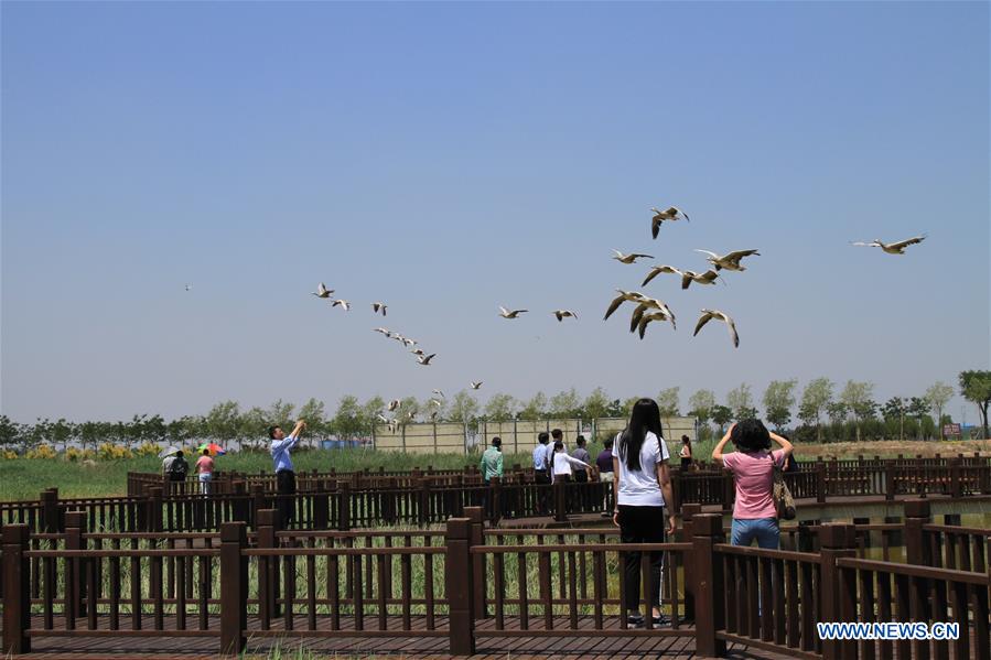 CHINA-HEBEI-ENVIRONMENT-WETLAND (CN)