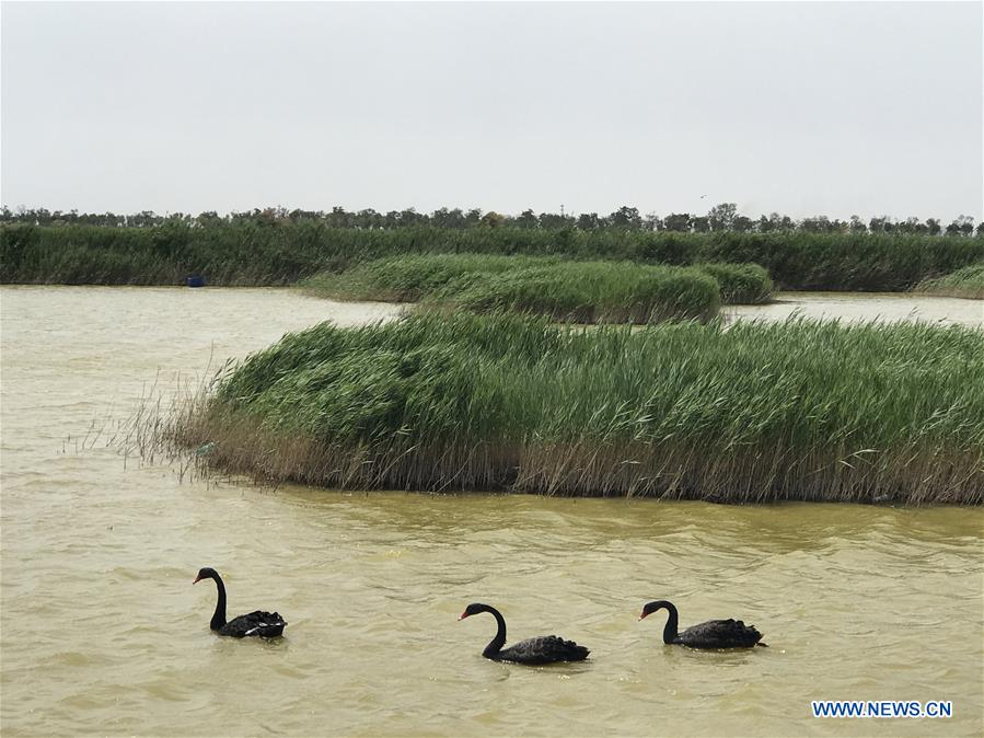 CHINA-HEBEI-ENVIRONMENT-WETLAND (CN)