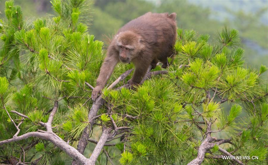 CHINA-ANHUI-JIUHUA MOUNTAIN-MONKEY (CN)