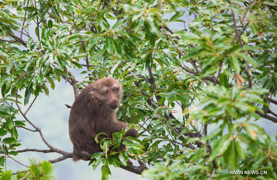 CHINA-ANHUI-JIUHUA MOUNTAIN-MONKEY (CN)