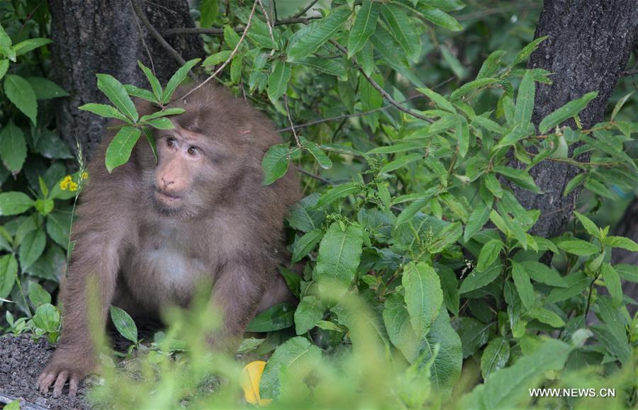 CHINA-ANHUI-JIUHUA MOUNTAIN-MONKEY (CN)