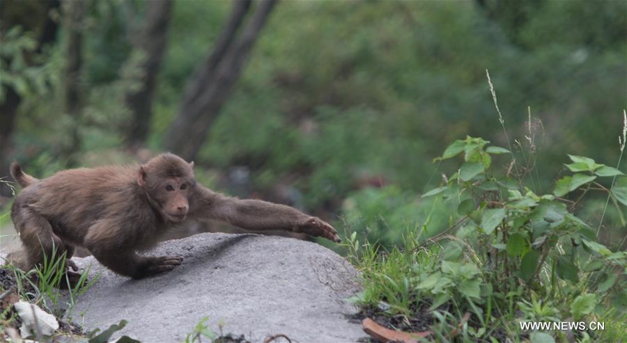 CHINA-ANHUI-JIUHUA MOUNTAIN-MONKEY (CN)