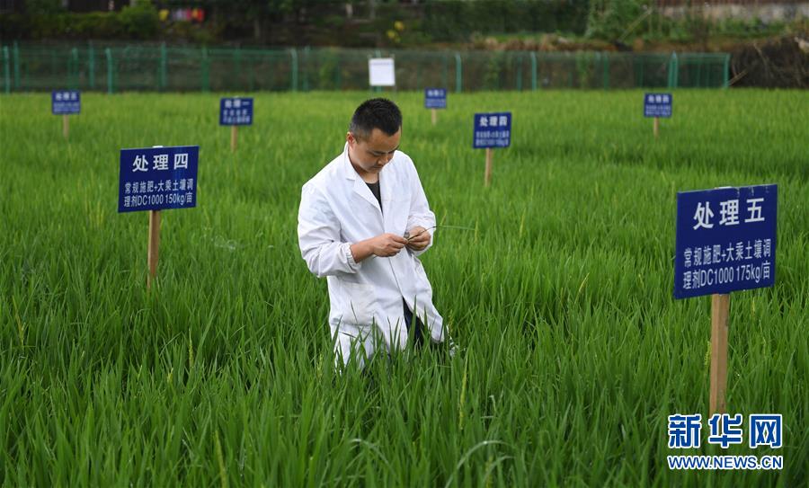 重金属污染耕地修复治理:从实验室到田间
