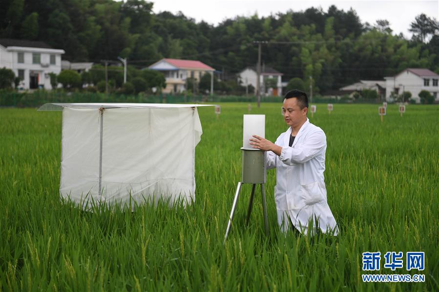 重金属污染耕地修复治理:从实验室到田间