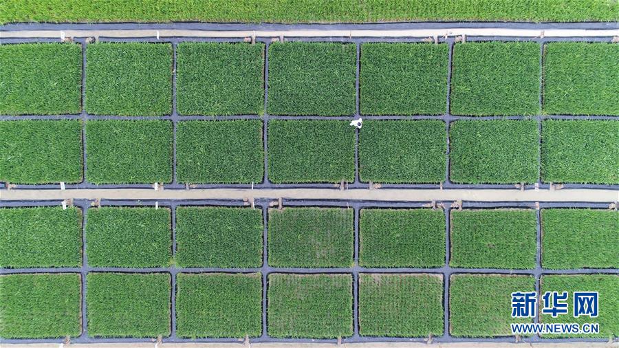 重金属污染耕地修复治理:从实验室到田间