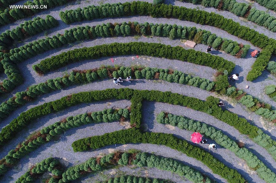 #CHINA-HEBEI-FARM-TOURISM (CN)