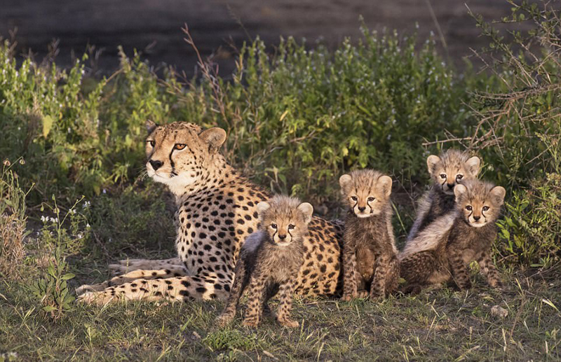 非洲猎豹巧妙伪装 悄然爬树接近猎物