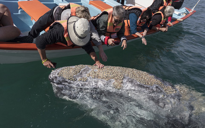 墨西哥咸水湖灰鯨出沒 與游客零距離接觸【8】