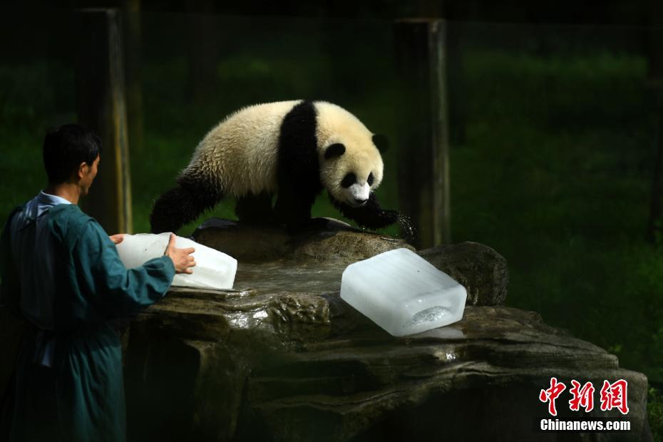 7月18日,重庆持续高温天气,杨家坪动物园工作人员为大熊猫送冰块_动物世界 7月18日,重庆持续高温天气,杨家坪动物园工作人员为大熊猫送冰块