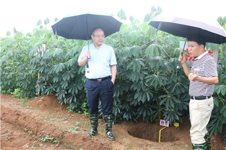 曹坤华到广西农科院粉垄技术综合研究示范基地