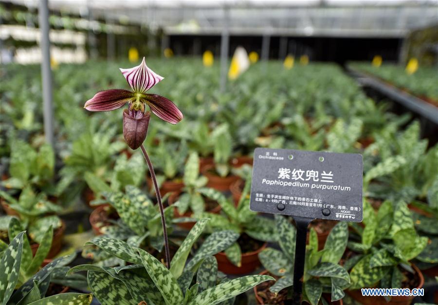 CHINA-SHENZHEN-NATIONAL ORCHID CONSERVATION CENTER (CN)