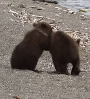 美國男子公園散步偶遇3頭熊 幸運脫身【4】