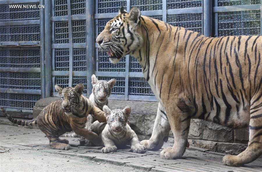 Tiger triplets meet public at Jinan Zoo in east China (3