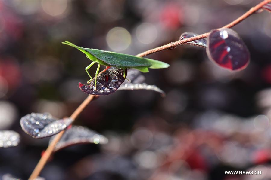 #CHINA-AUTUMN-WHITE DEW(CN)