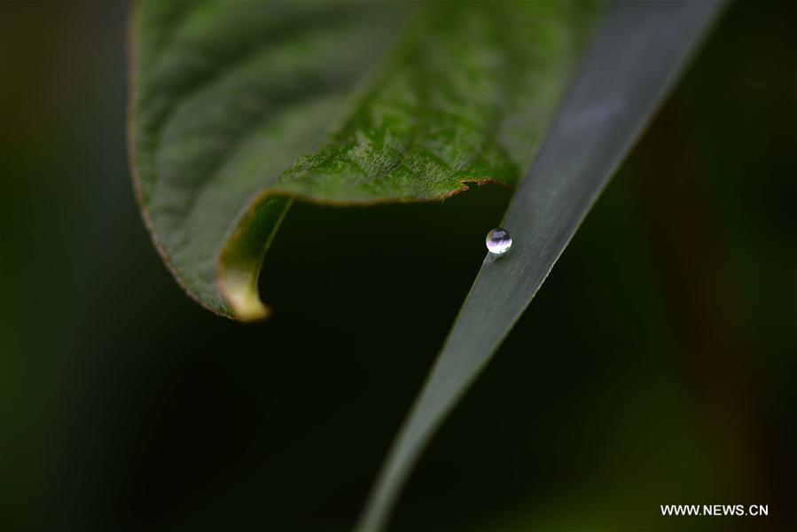 #CHINA-AUTUMN-WHITE DEW(CN)