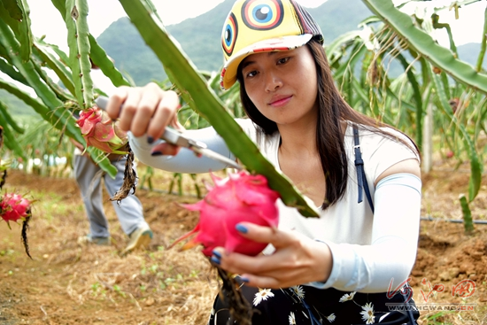 都安火龙果金秋大量上市