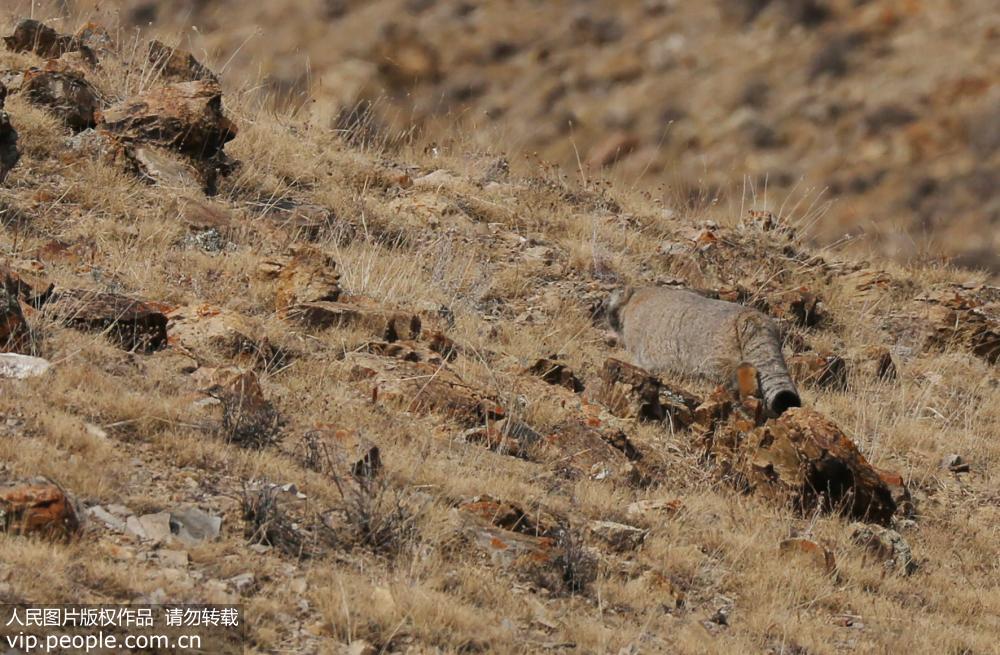 新疆博州首次拍攝到兔猻珍貴畫面  已被收錄《中國瀕危動物紅皮書》【4】