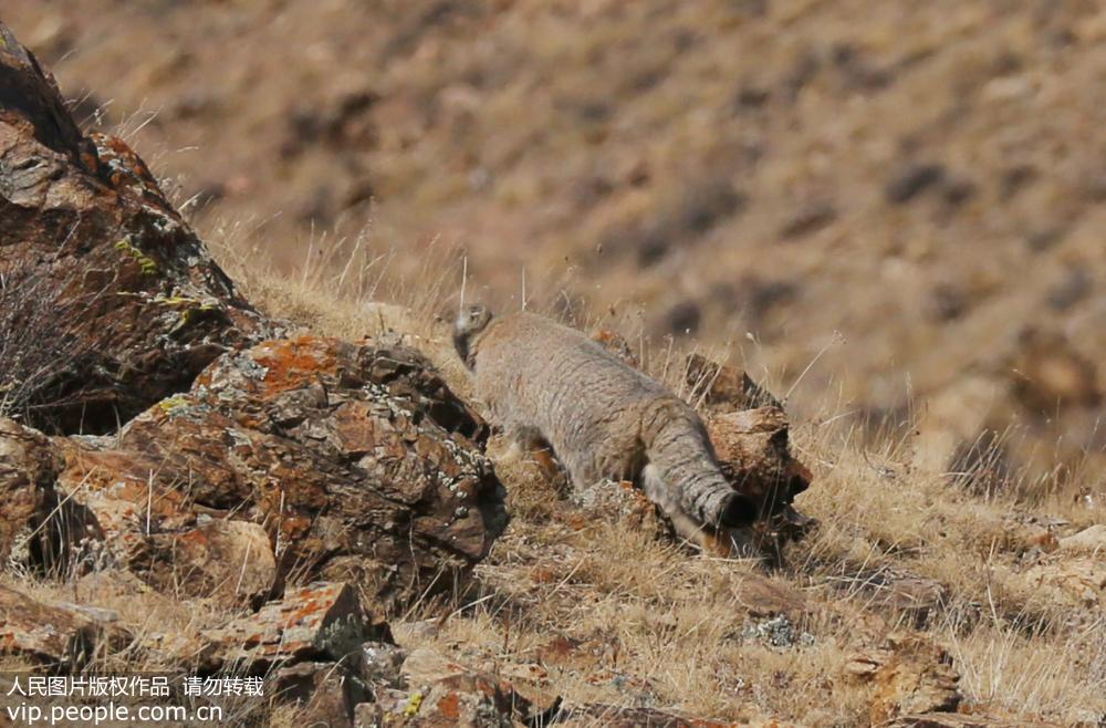 �½������״����㵽���������  �ѱ���¼���й���Σ�����Ƥ�顷��6��