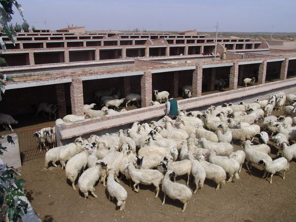 灘羊規模化舍飼養殖
