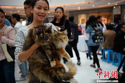 100余只纯种名猫昆明“选美”争夺最美猫咪称号