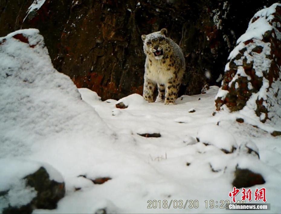 記者5月14日從廣州市遠望野生動物保護服務中心獲悉,作為西藏羌塘雪豹調研保護的合作單位,該中心完成了自2017年12月至今年4月,架設在藏北羌塘國家級自然保護區和色林錯國家級自然保護區紅外相機視頻素材的提取。該中心工作人員梁旭昶介紹,過去5個月,在3800平方公裡的270個點位,他們收集了2000條雪豹活動視頻,雪豹高頻率出現。除此之外,紅外相機還拍到了猞猁、兔猻、藏狐、赤狐等珍稀野生動物。文/趙朗 曾嘉 監測畫面