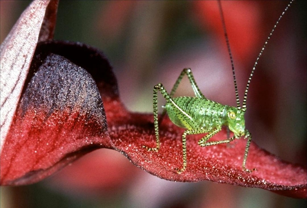 国际生物多样性日：这十部纪录片带你体验生命之美