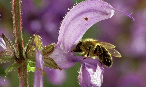 国际生物多样性日：这十部纪录片带你体验生命之美