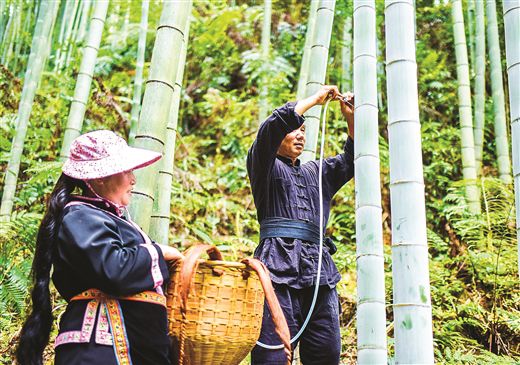 广西龙脊镇大柳村：竹林深处酒飘香 增收致富新渠道