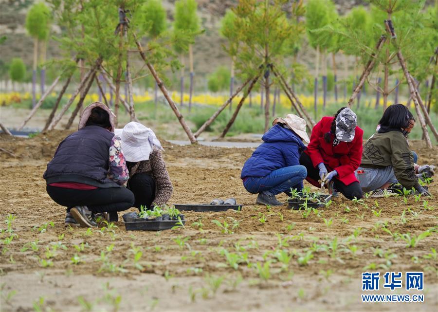 （壯闊東方潮 奮進新時代——慶祝改革開放40年·圖文互動）（5）從滿眼黃沙到綠樹成蔭——西藏雅魯藏布江中游生態建設三記