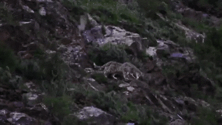 ���������ֻ��к�����һ����Ƶ����ֻѩ����Ѳɽͼ�����������ڹܻ�;���ĵ��ġ�