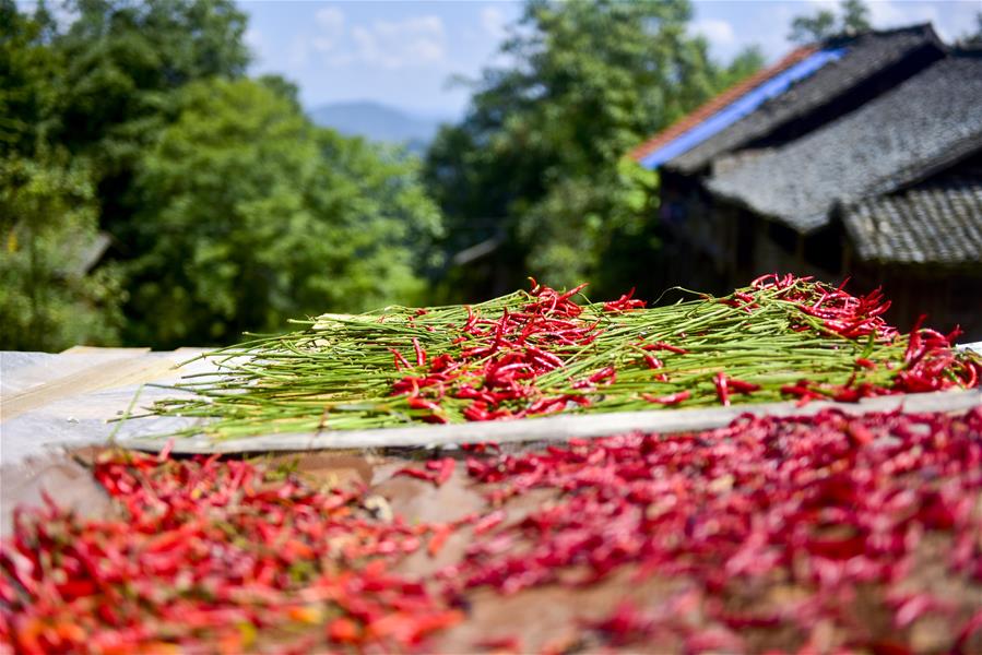#（經濟）（5）貴州從江：朝天椒助增收