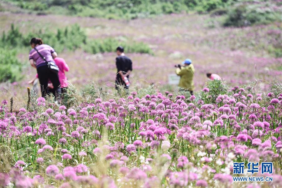 （環境）（3）貴州六盤水：韭菜坪花開引客來