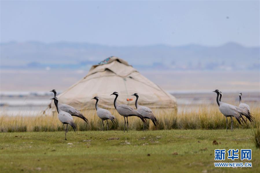 #（環境）（2）蓑羽鶴飛舞巴裡坤草原