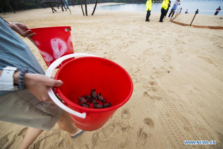 newly hatched hawksbill sea turtle released to sea at singapore"