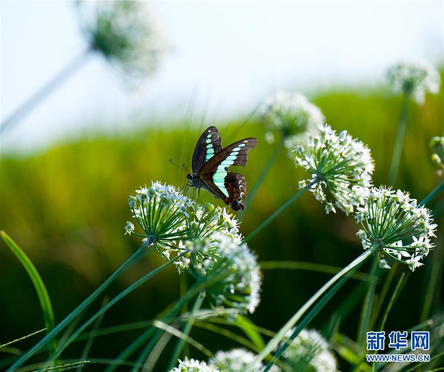 （新華網）（4）農田裡的秋虫私語