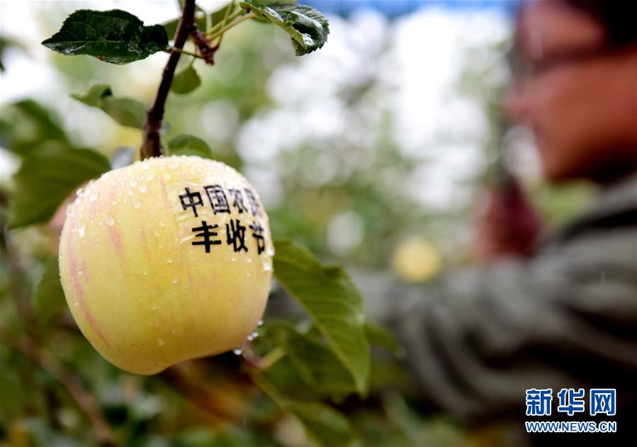 （走基層 聽民聲·圖文互動）（2）過去論產量，現在論價格——河南靈寶市蘋果豐收現場見聞