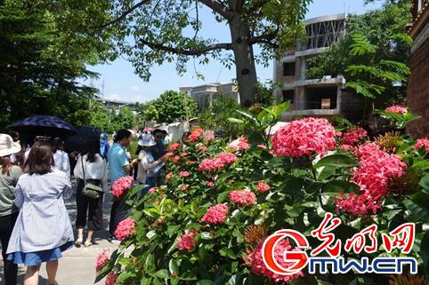 【新時代·幸福美麗新邊疆】廢棄礦坑變身生態公園 廣東茂名“綠色轉身”實現富民強產