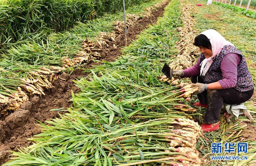 #（经济）（6）金秋时节收获忙