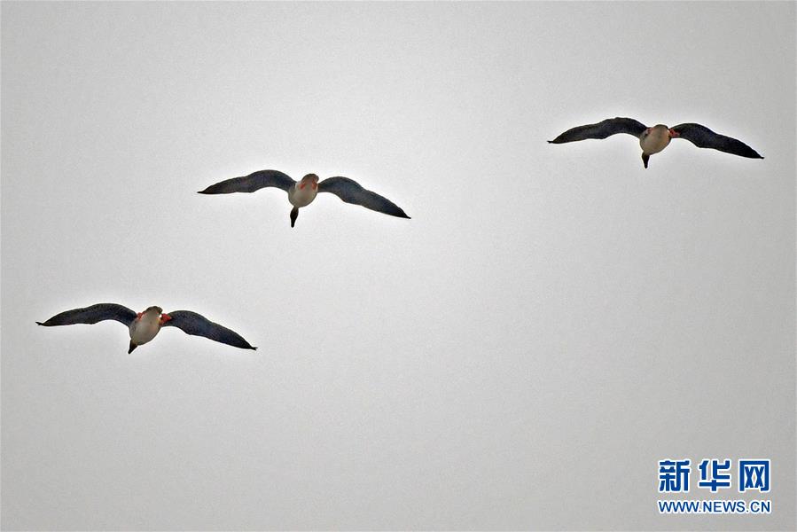 （社會）（2） 遼寧康平：臥龍湖濕地迎來大批候鳥