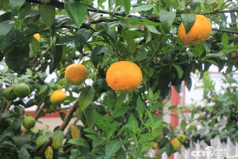 今年挂果的柑橘。（何川/攝）