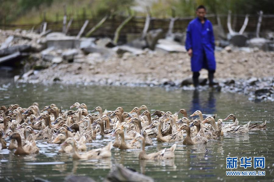 #��ͼƬ���£���5����Ѽ˾�����ֳ�¸���