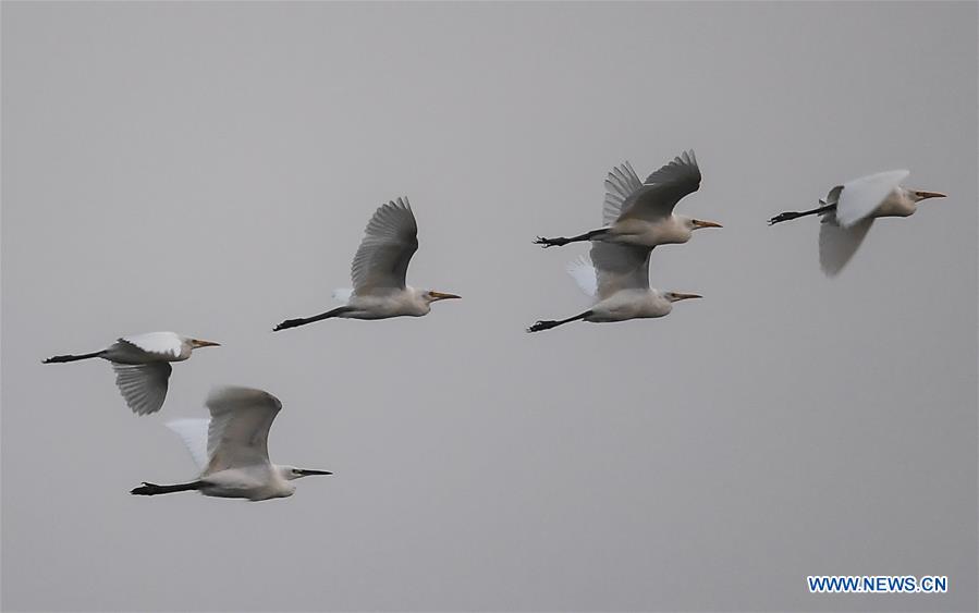 CHINA-GUANGXI-BEIBU GULF-EGRETS (CN)