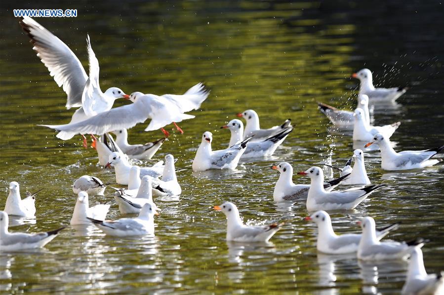 CHINA-KUNMING-RED-BILLED GULLS (CN)