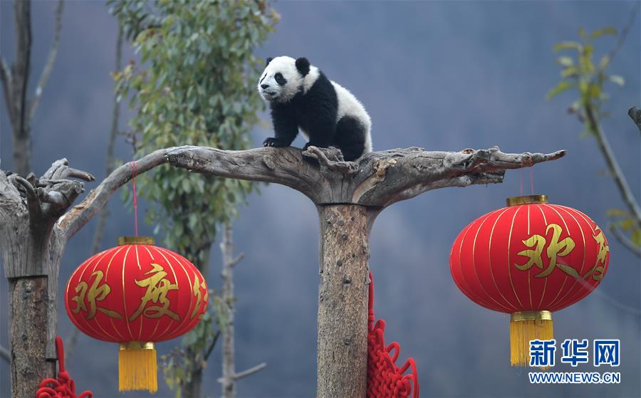 ����ᣩ��6������è�������´�