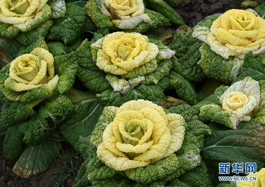 （社會）（4）南京：“玫瑰白菜”面市