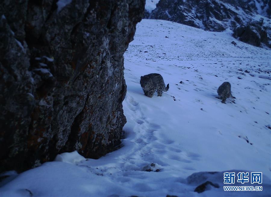 新疆：天山冬季雪豹调查取得阶段性成果 第1页